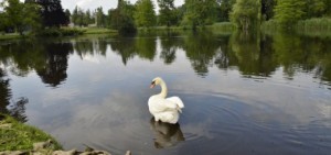 Divenire con la Natura - Come posso nutrire la mia unicità attraverso la Natura? @ Bosco nella provincia di Bergamo | Bergamo | Lombardia | Italia