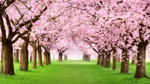 Si Spa con la primavera @ Tata-o Family Spa