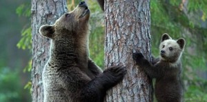 Terramadre – festa della mamma in Natura @ Colli di Bergamo | Ponteranica | Lombardia | Italia