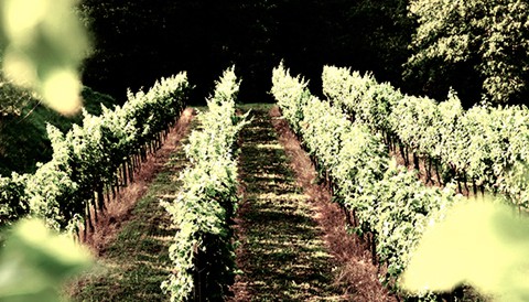 Campo solare estivo presso l'agriturismo Il Belvedere - Il vigneto: una tradizione per il gusto