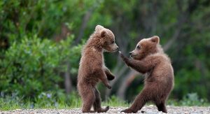 Arti marziali per genitori e figli: Gracie Jiu Jitsu a Bergamo @ Palestra 6.24 e Accademia 360 | Bergamo | Lombardia | Italia